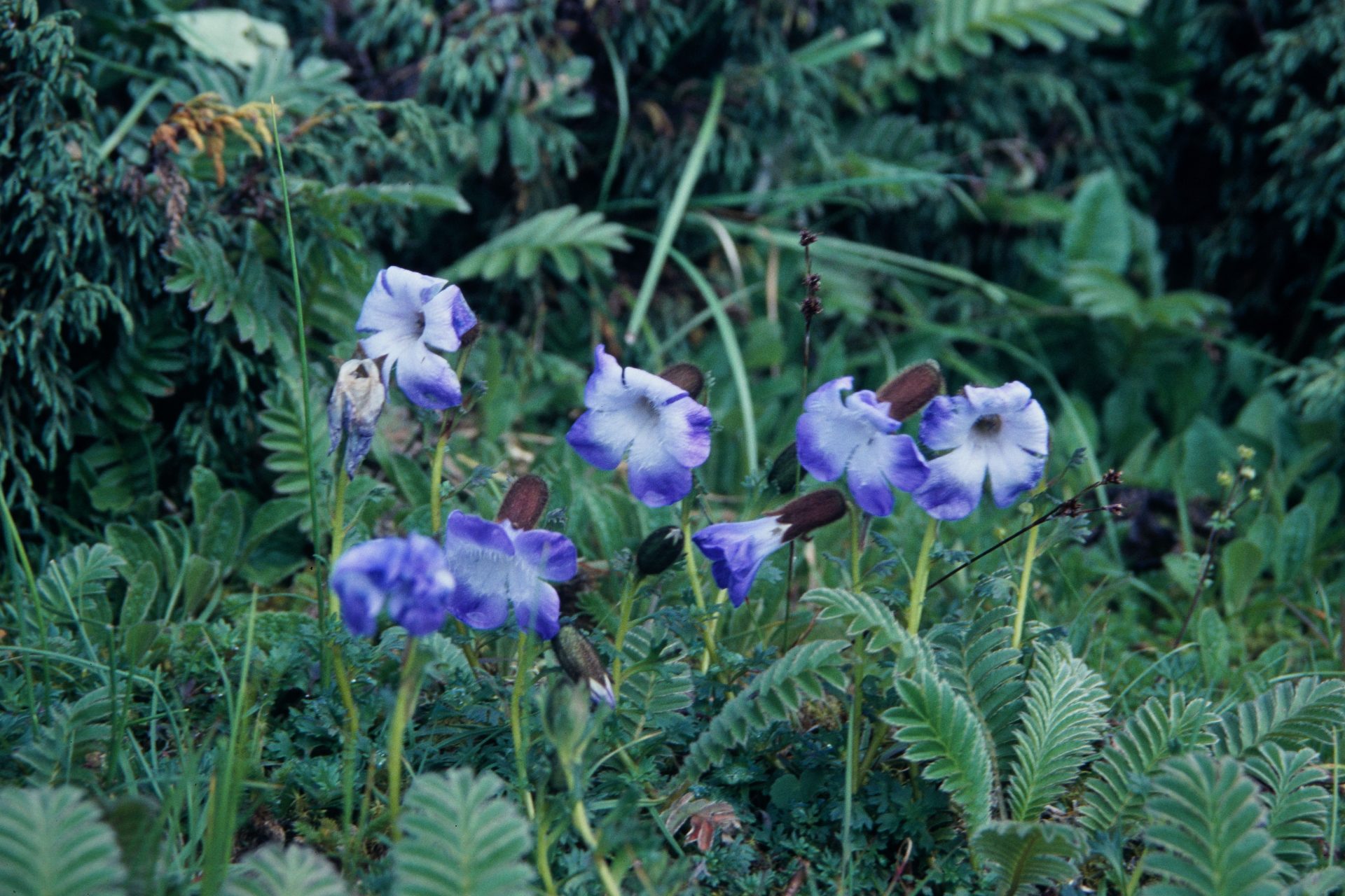 Cyananthus pedunculatus — Campanulaceae