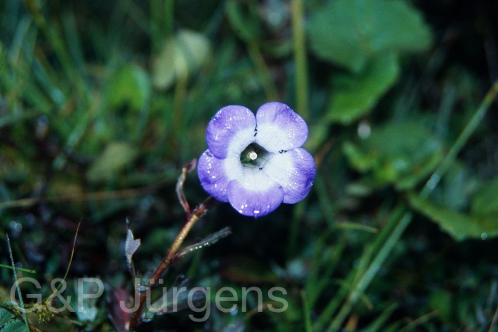 Sikkim2003 114 G154