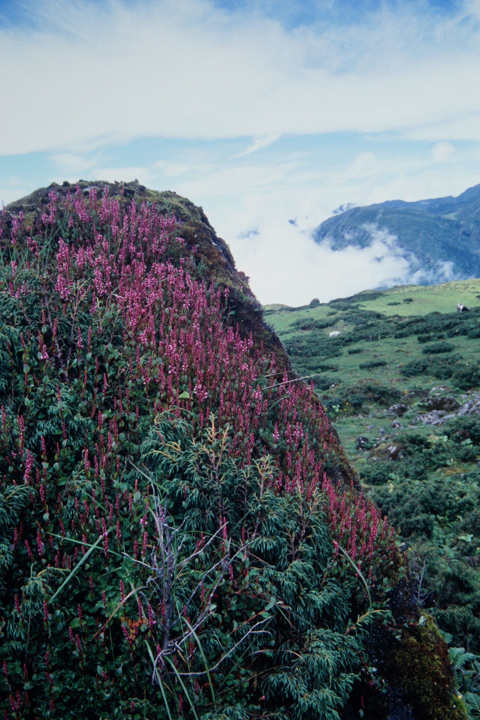 Bistorta vacciniifolia — Polygonaceae