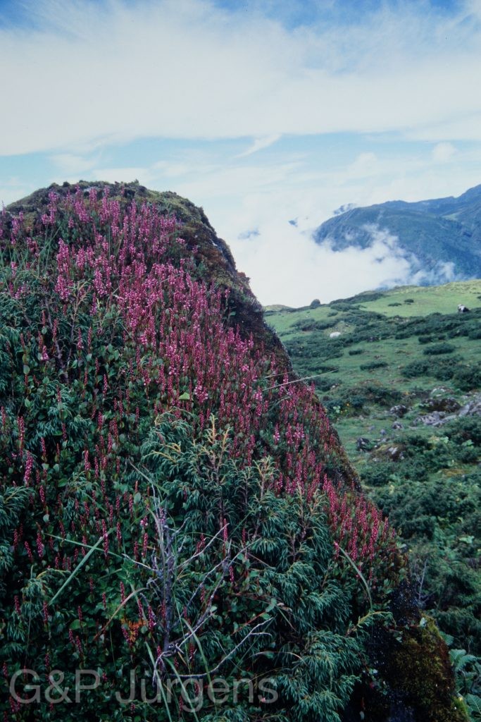 Sikkim2003 118 G158