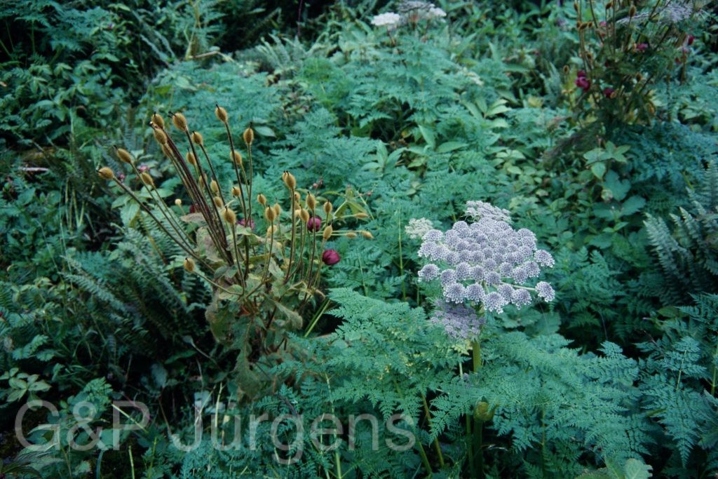 Sikkim2003 161 P214
