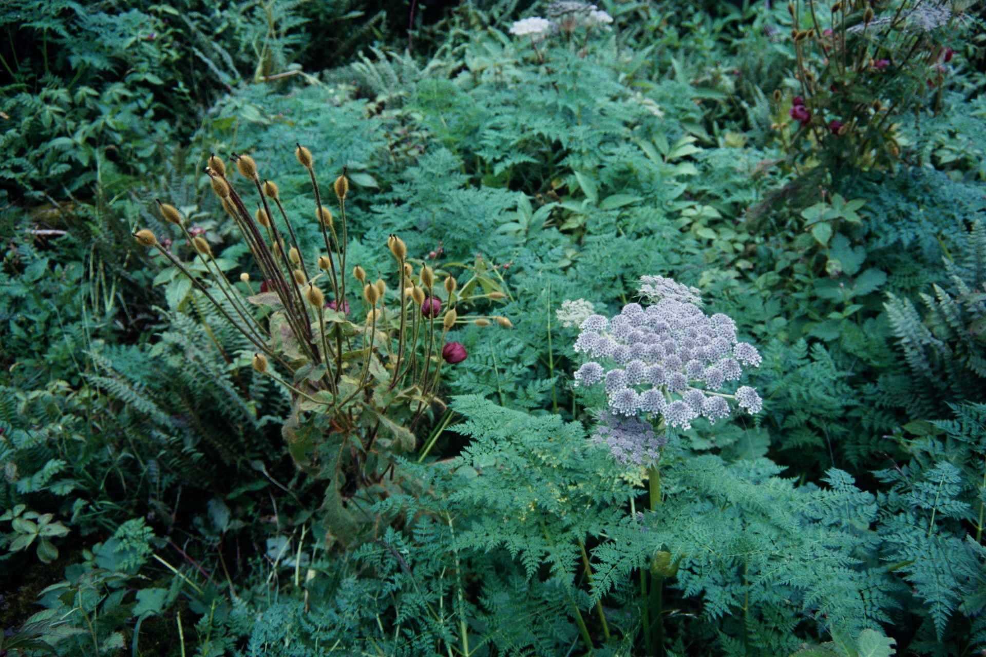 Ligusticopsis wallichiana — Apiaceae