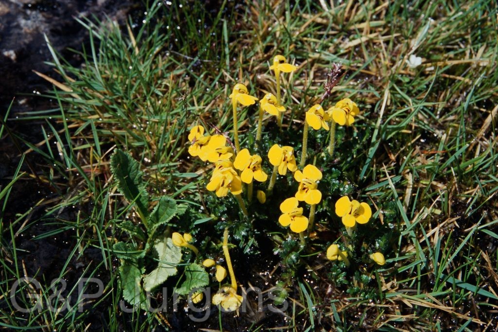 Sikkim2003 199 G278