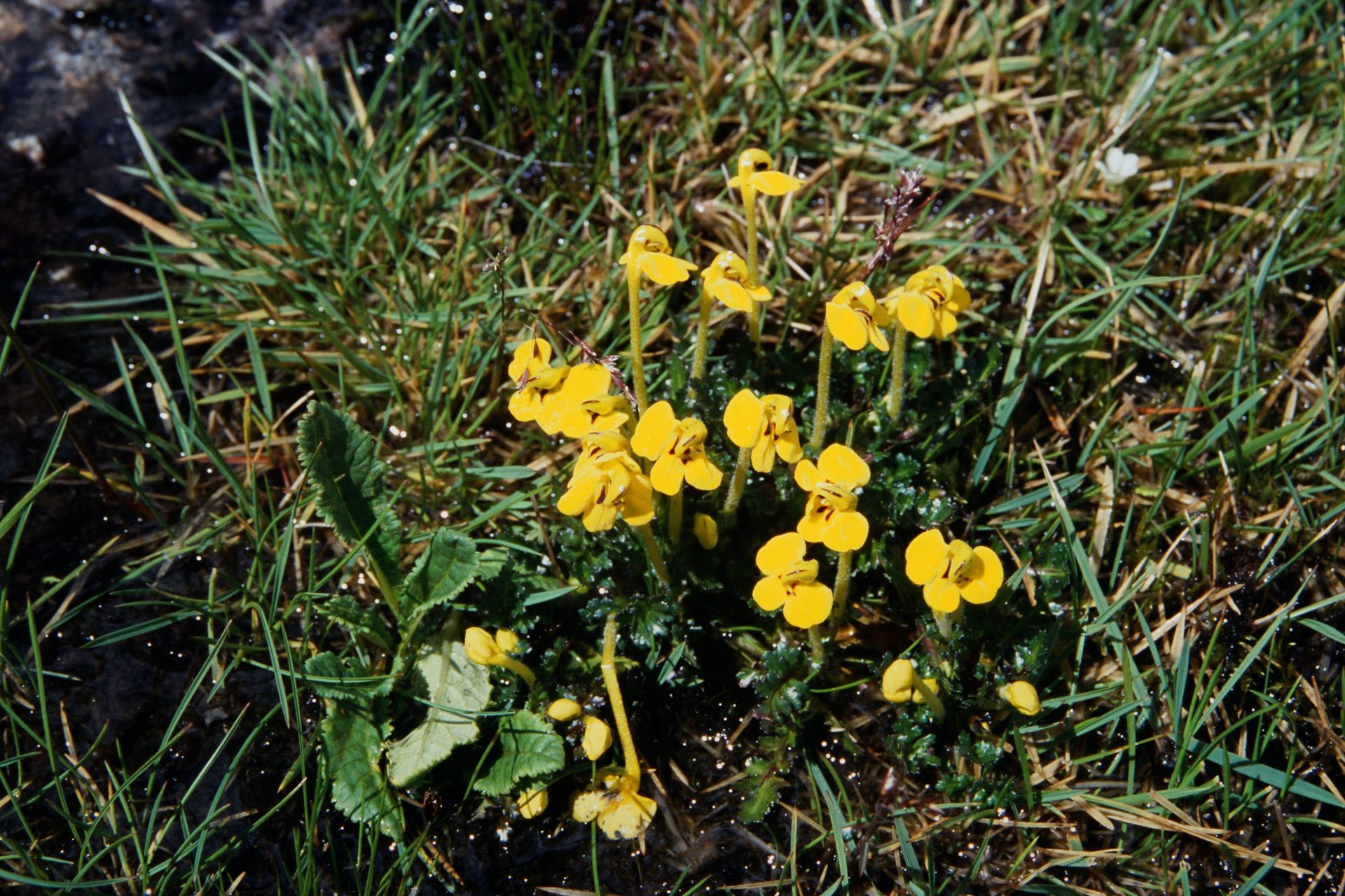 Pedicularis longiflora var. tubiformis — Orobanchaceae