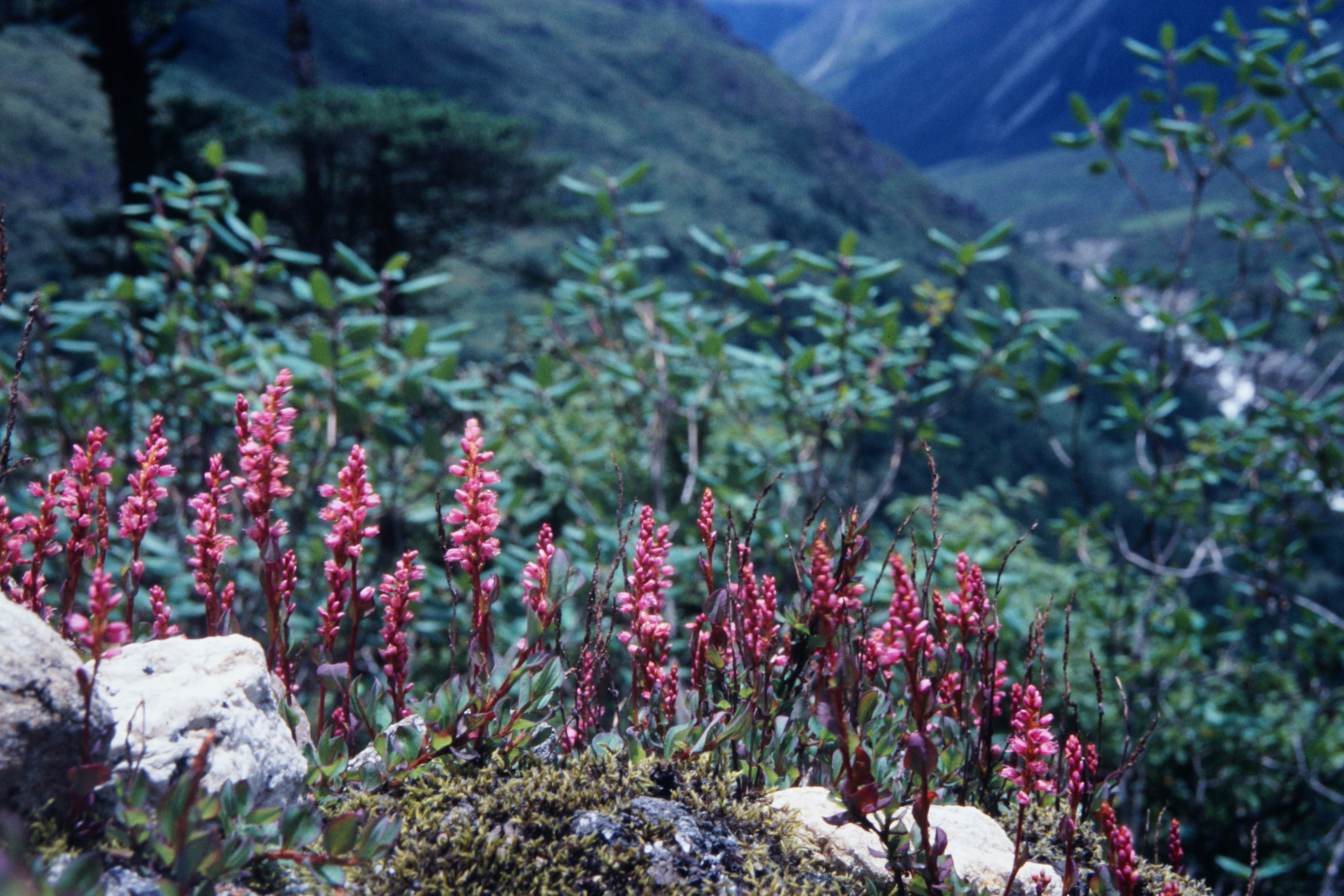 Sikkim2003 208 P291