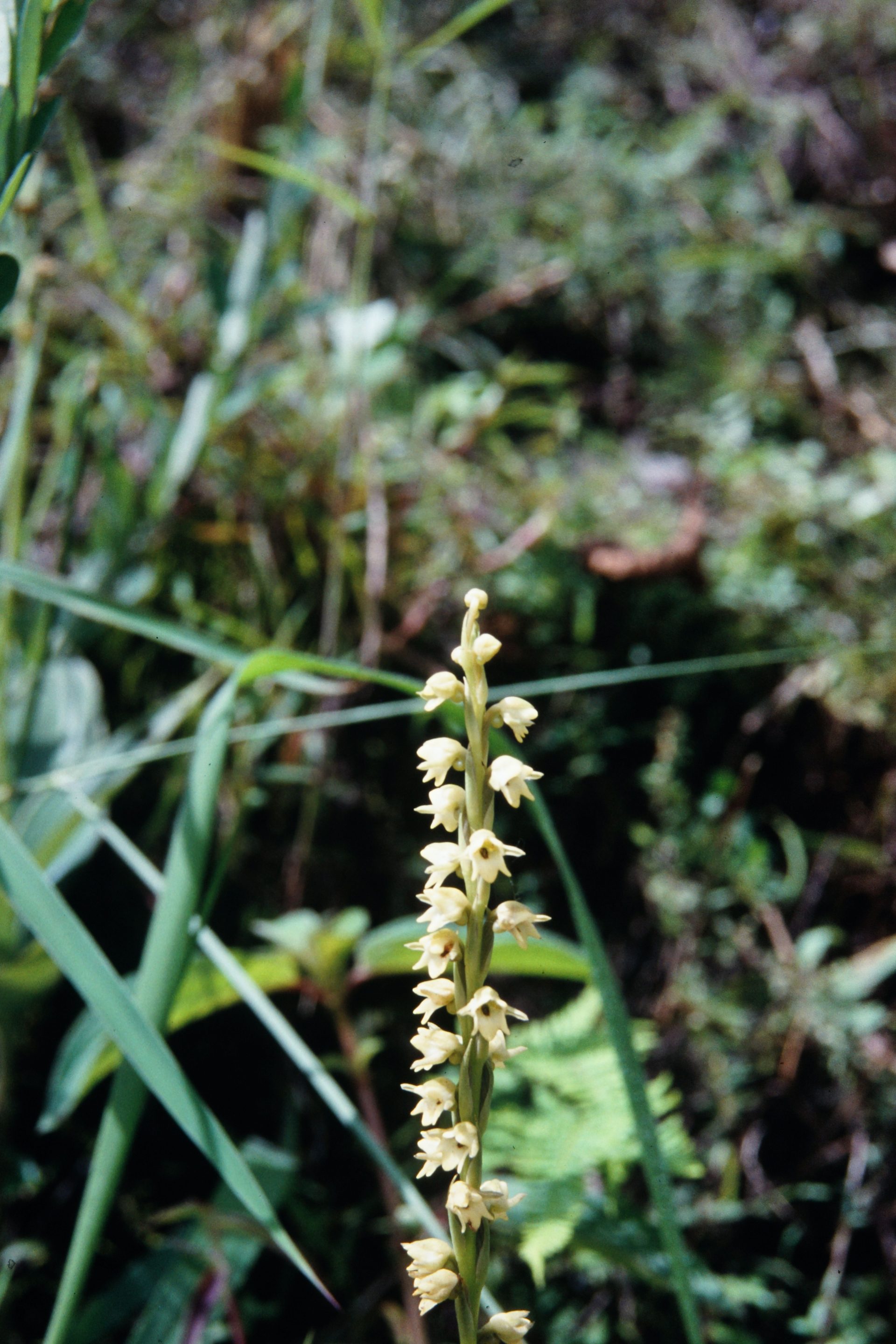 Peristylus goodyeroides — Orchideaceae