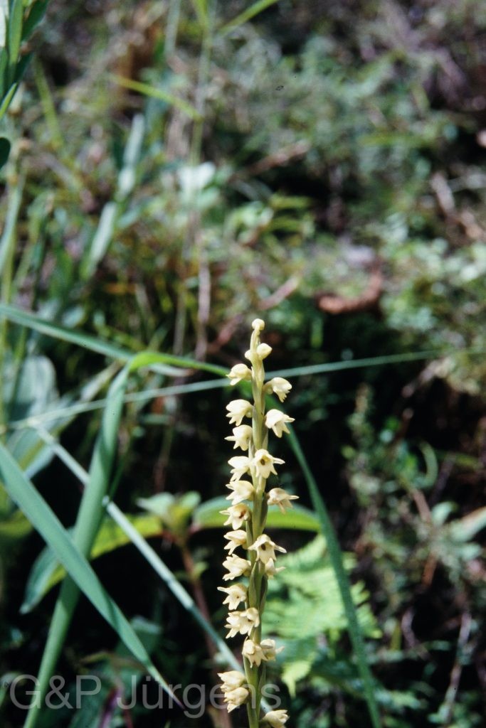 Sikkim2003 21 P25