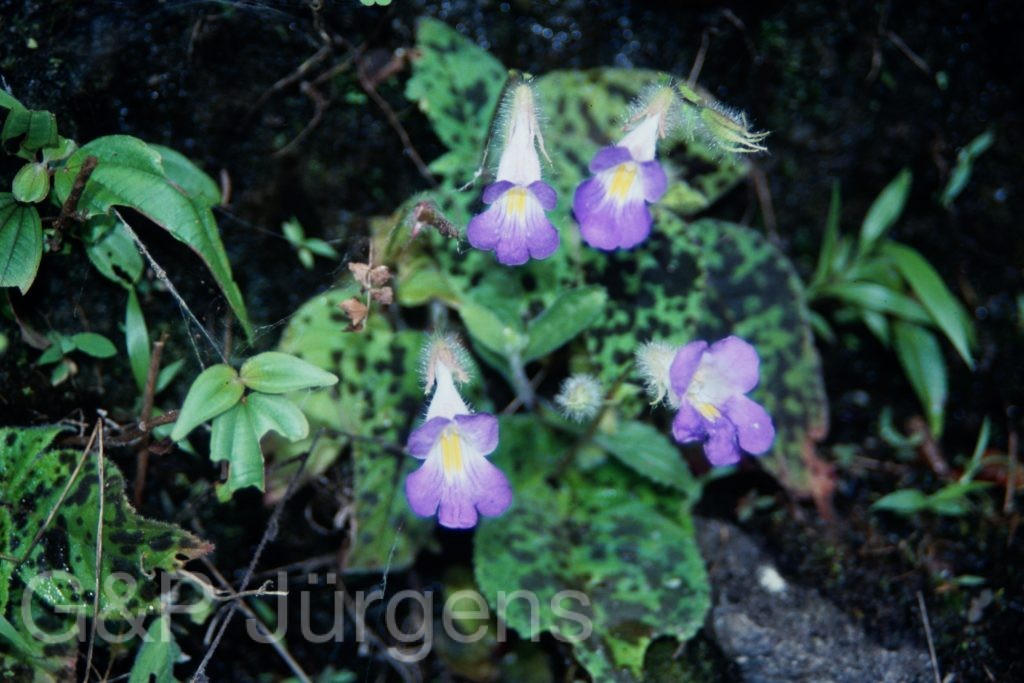 Sikkim2003 23 G27