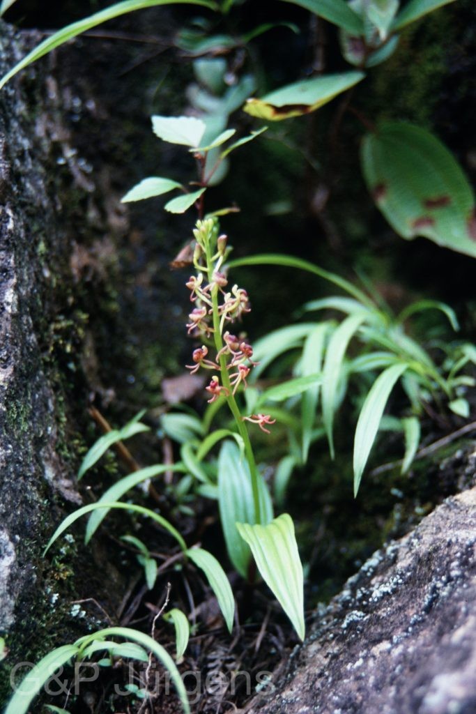 Sikkim2003 28 P39