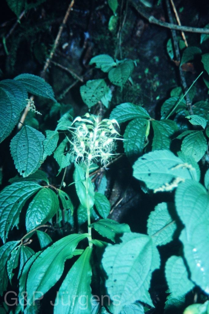 Sikkim2003 34 W47