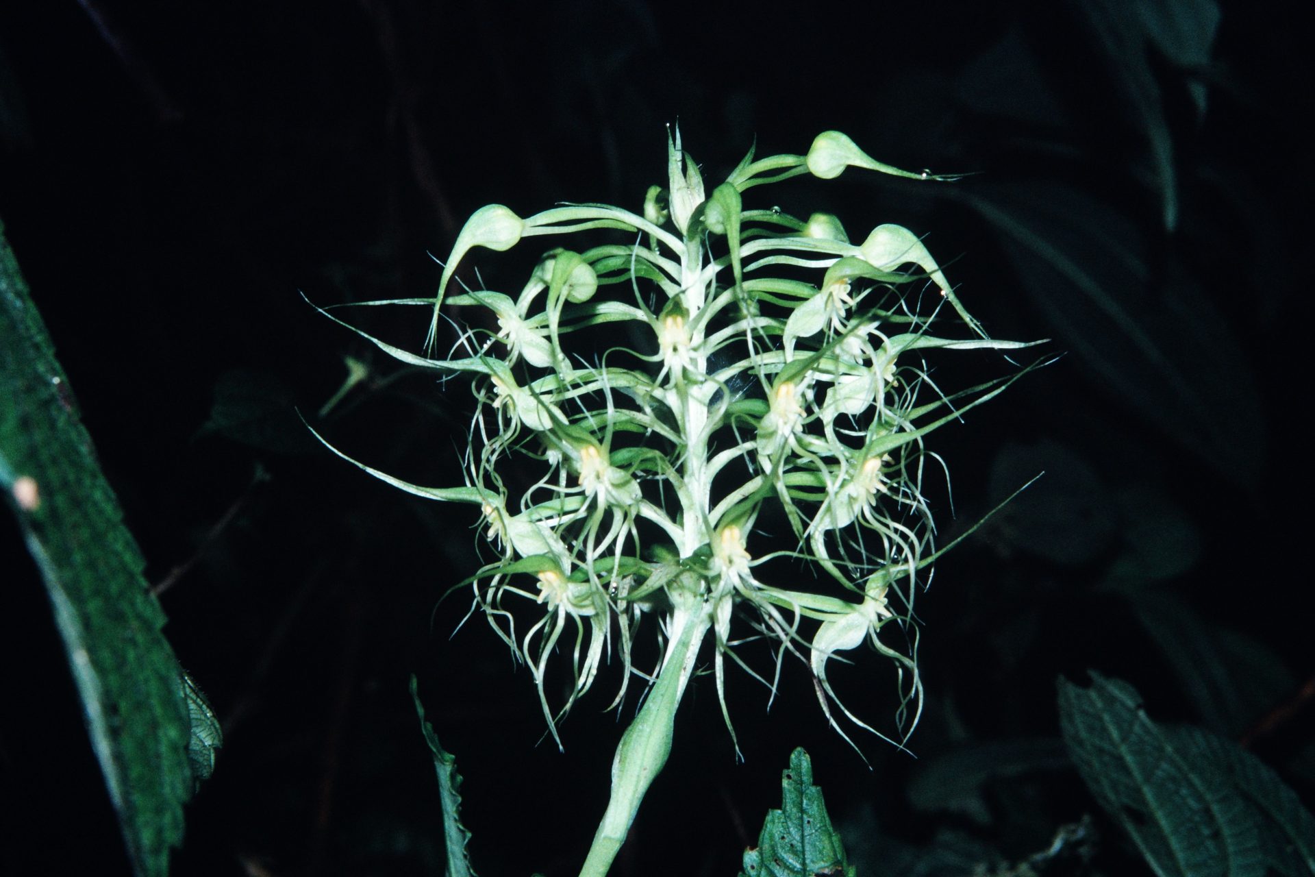 Habenaria pantlingiana — Orchideaceae