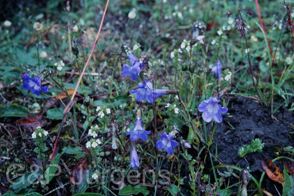 Sikkim2003 430 P597