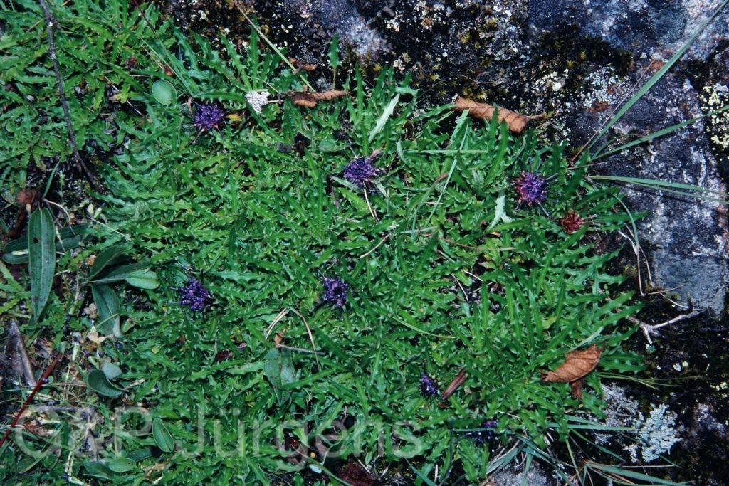 Sikkim2003 431 G598