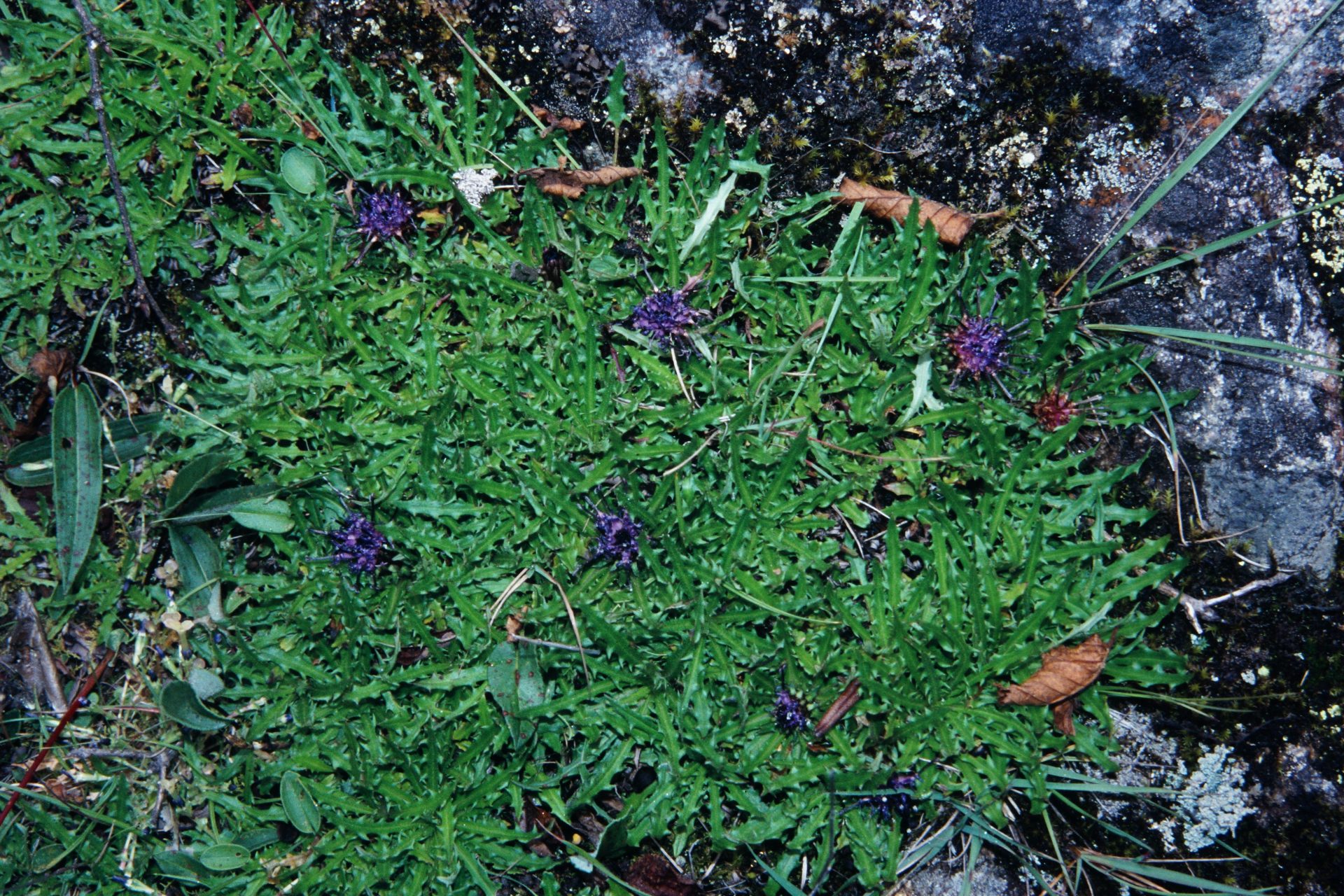 Saussurea taraxacifolia — Asteraceae