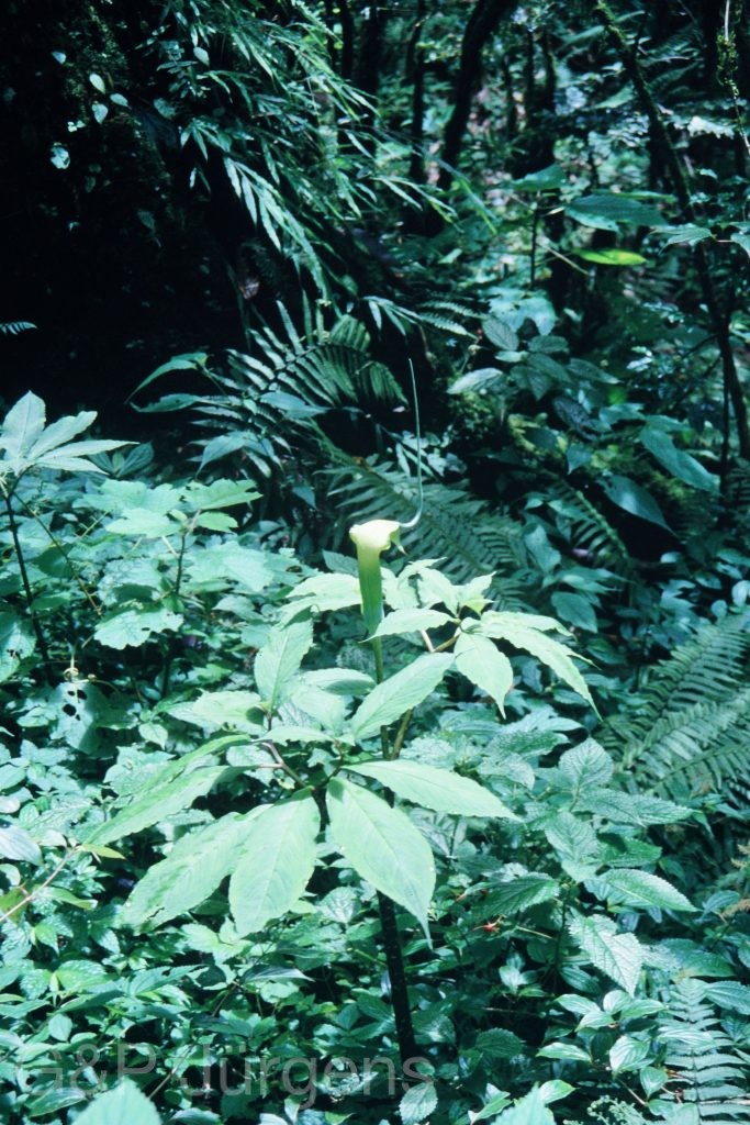Sikkim2003 53 P72