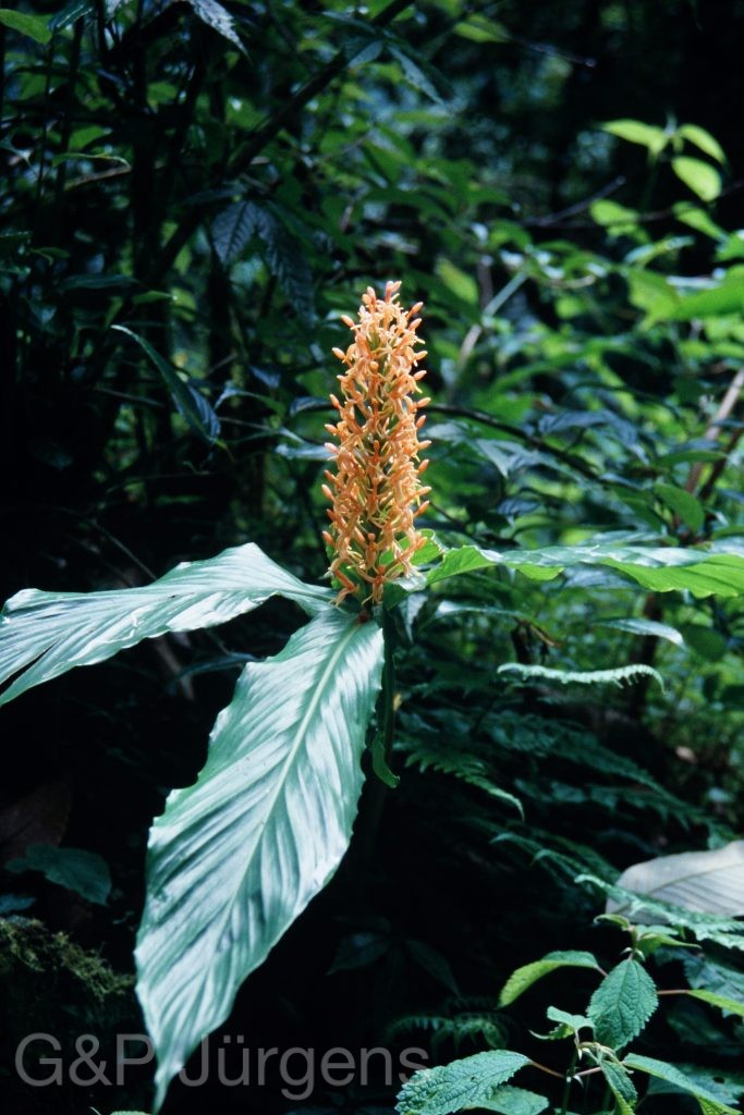 Sikkim2003 54 P73
