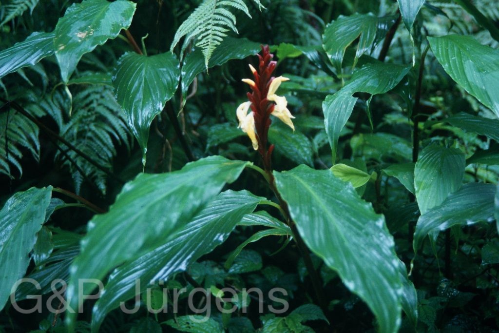 Sikkim2003 56 P75