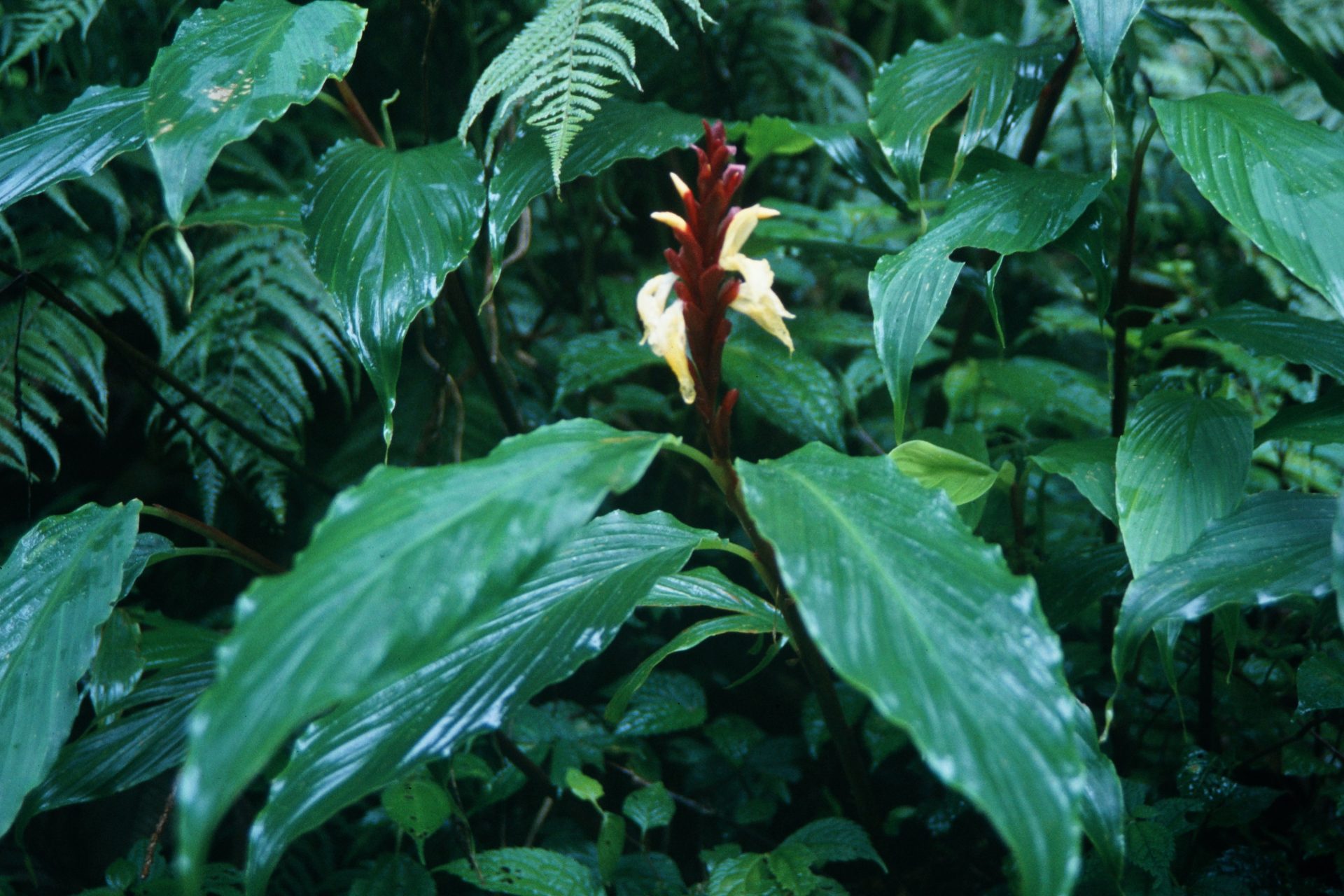 Cautleya spicata — Zingiberacaea