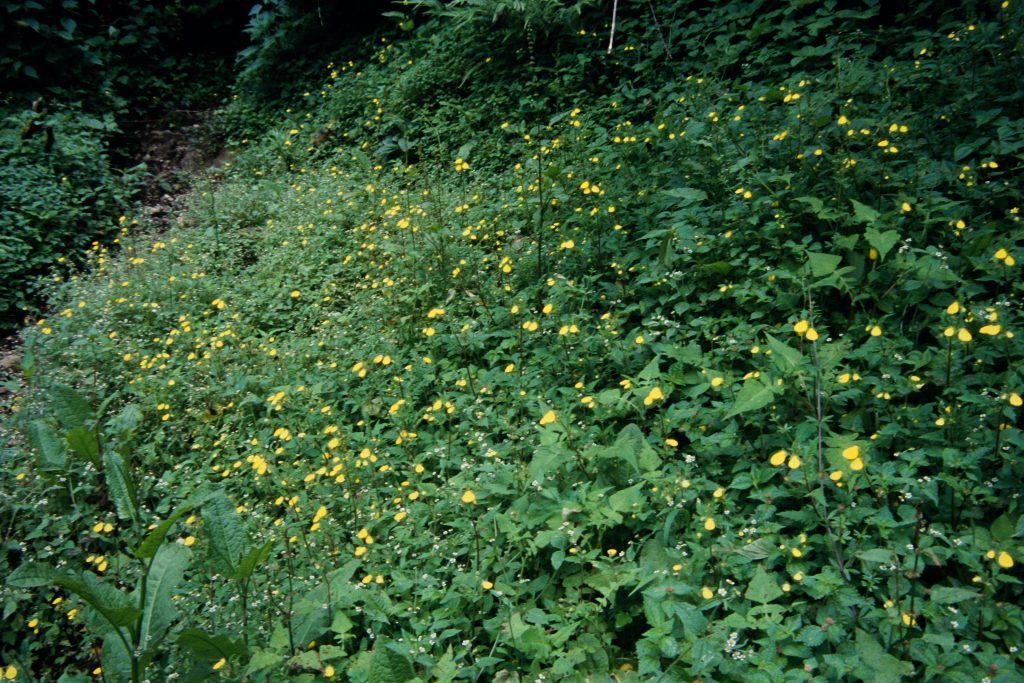 Sikkim2003 57 G76 ergebnis