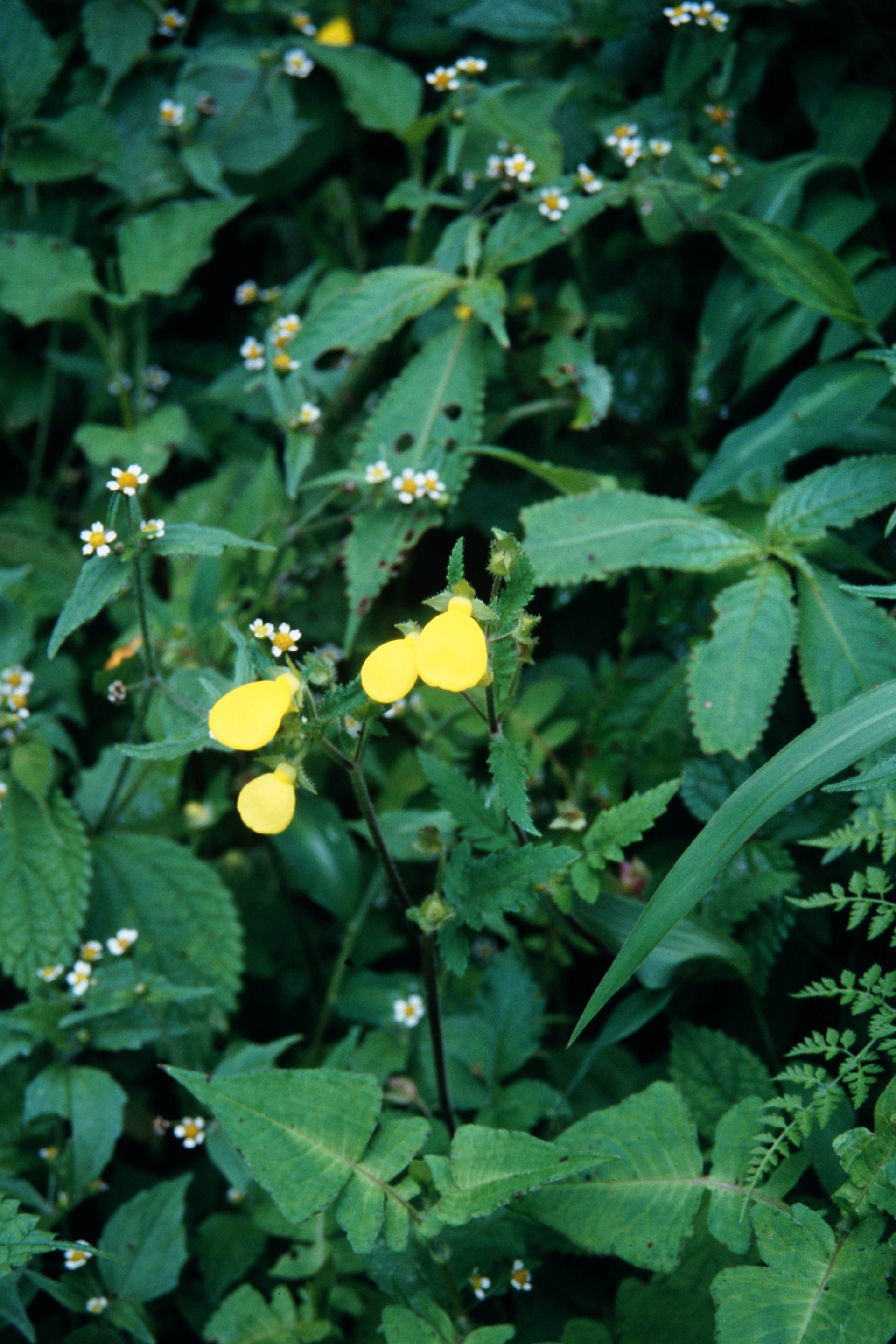 Calceolaria tripartita — Calceolaraceae