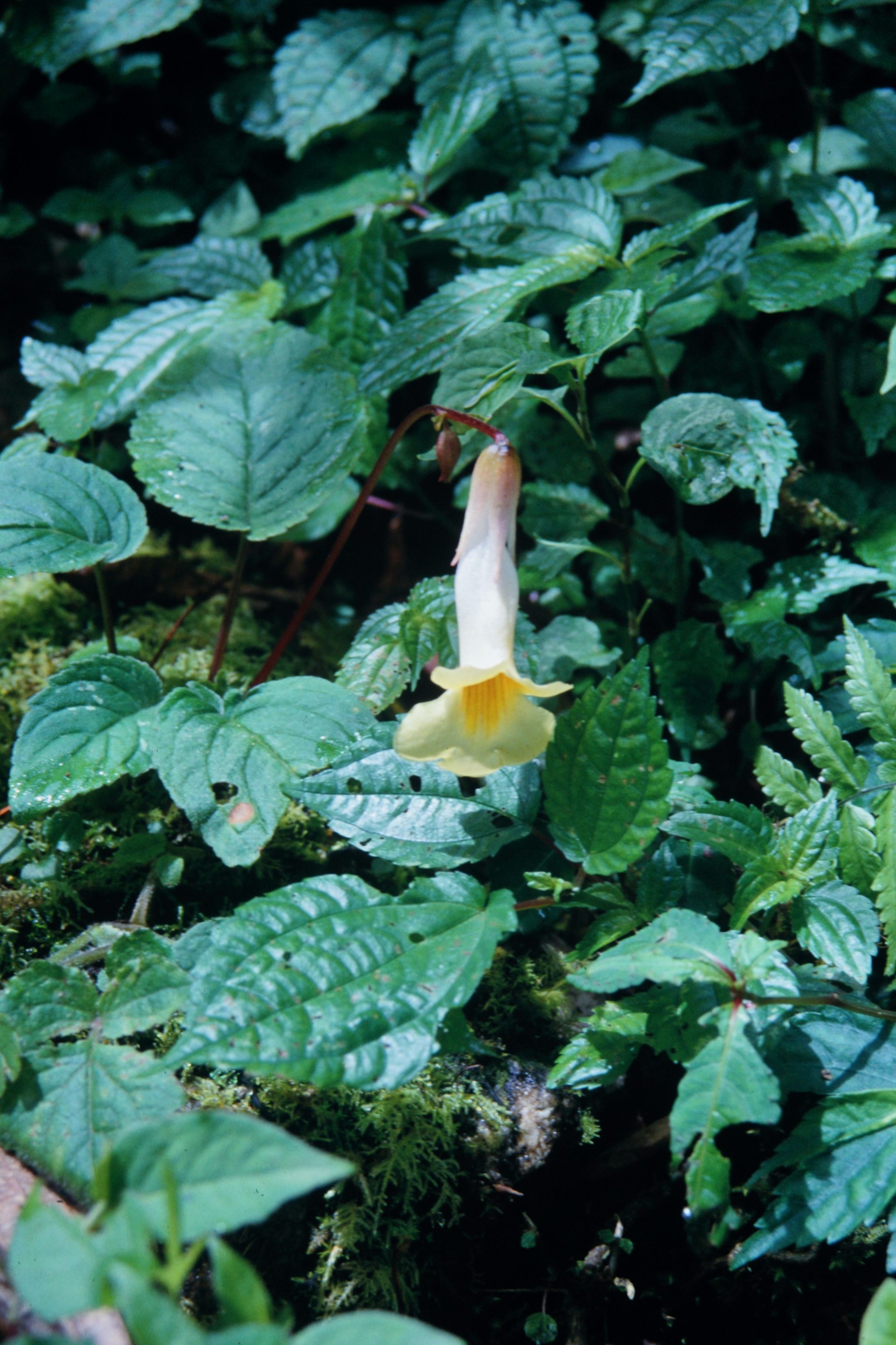 Henckelia calva — Didymocarpinae