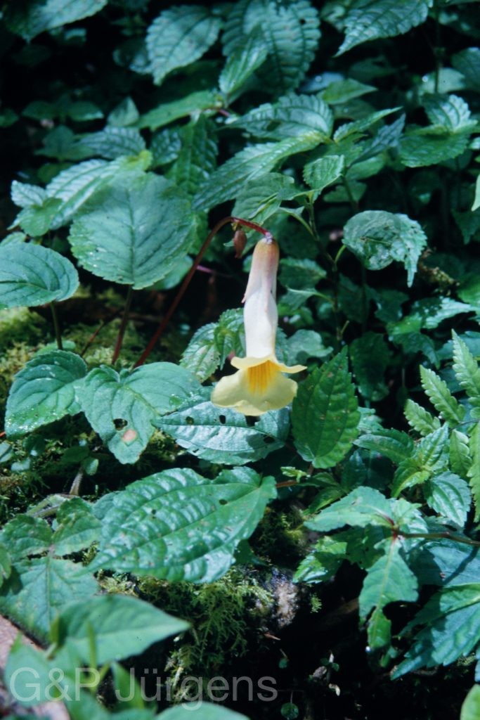 Sikkim2003 59 P79