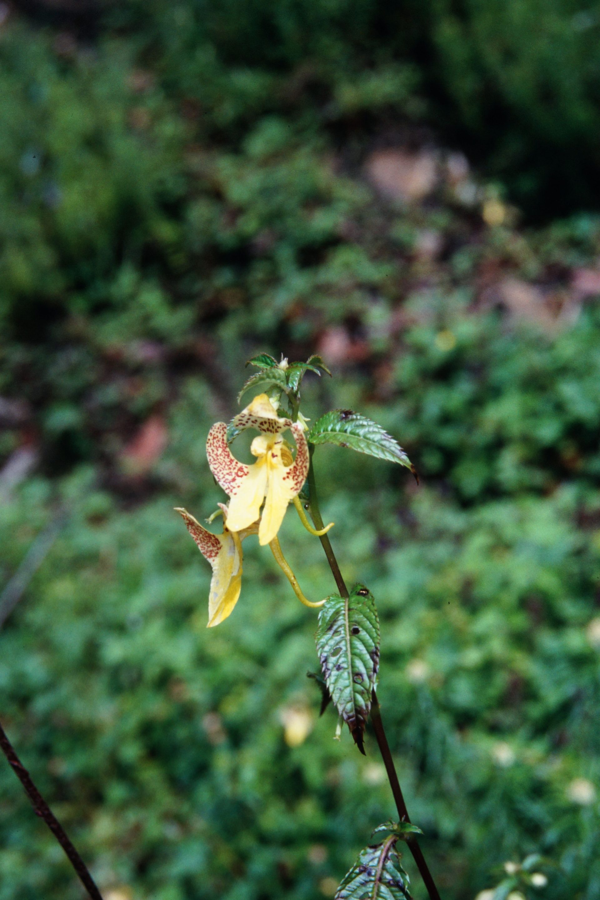 Impatiens falcifer — Balsaminaceae