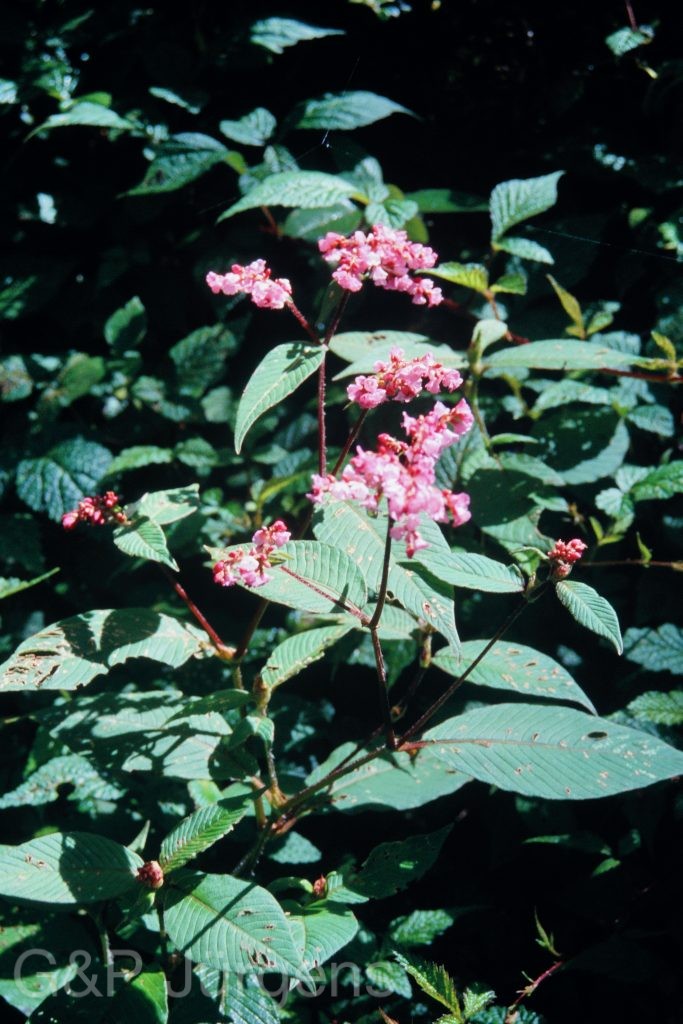 Sikkim2003 70 P95