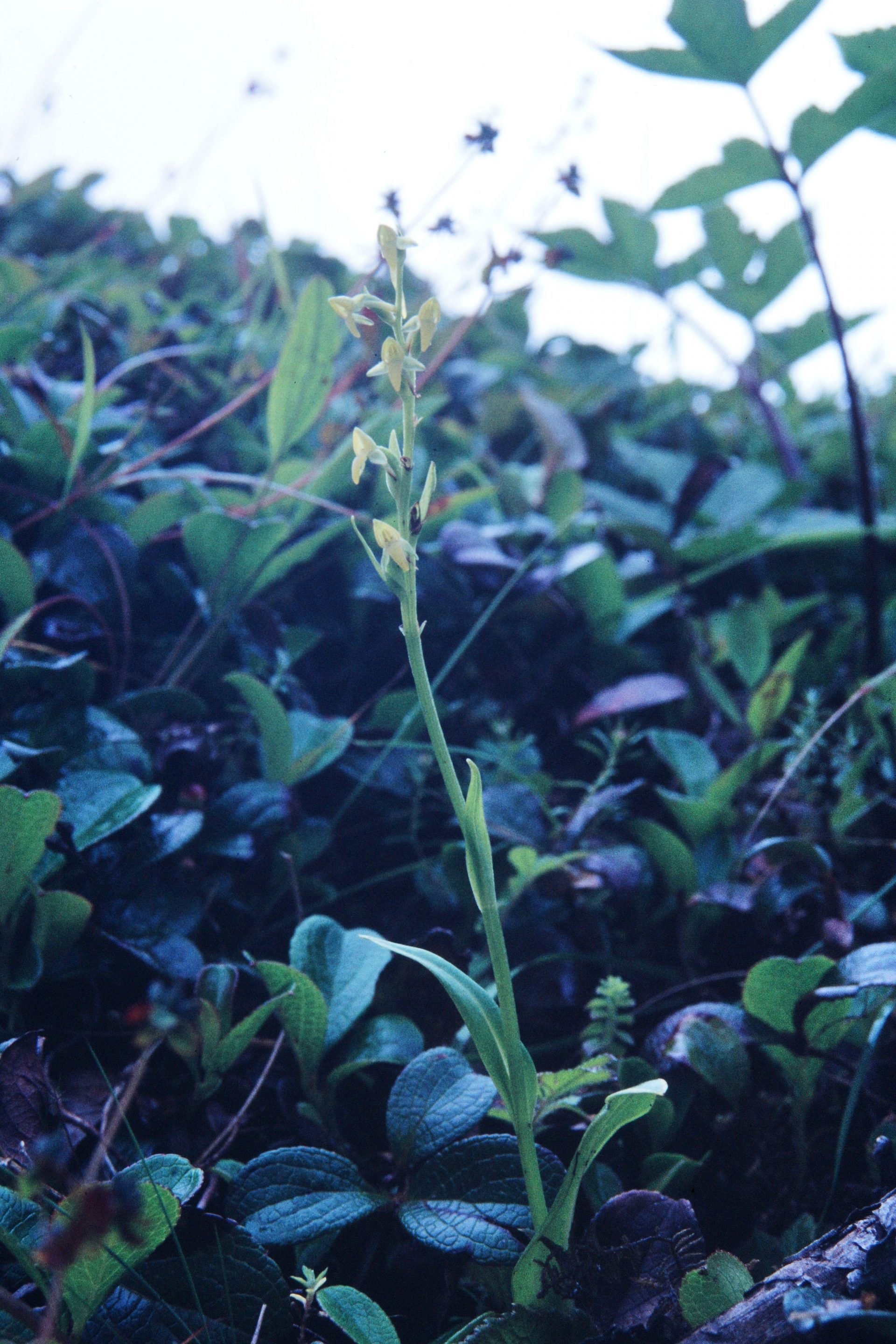 Platanthera leptocaulon — Orchideaceae