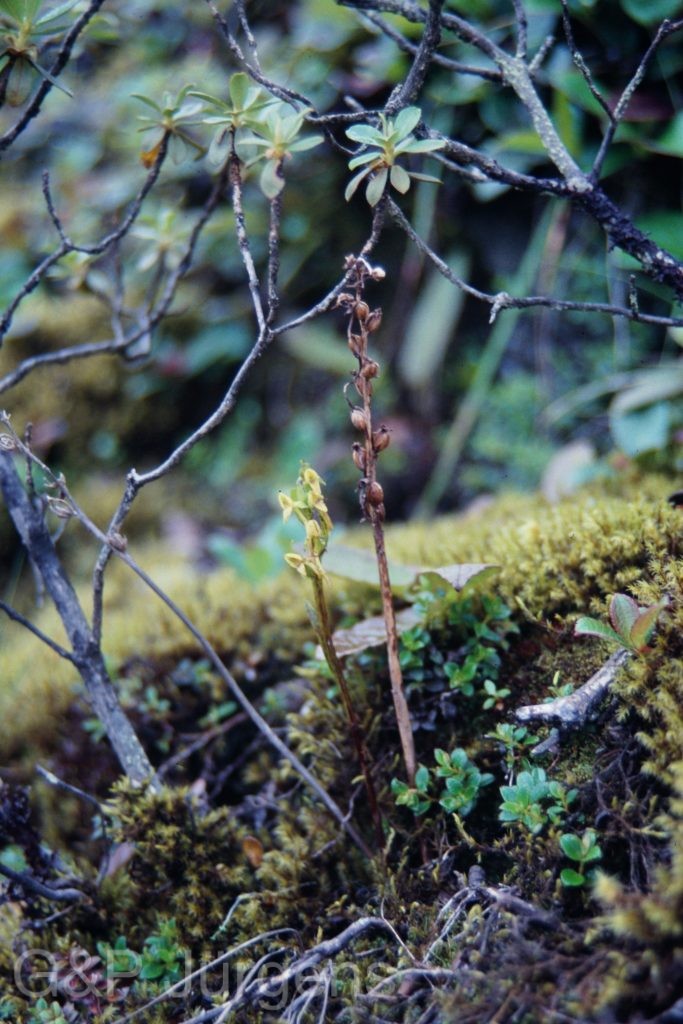 Sikkim2003 97 P134