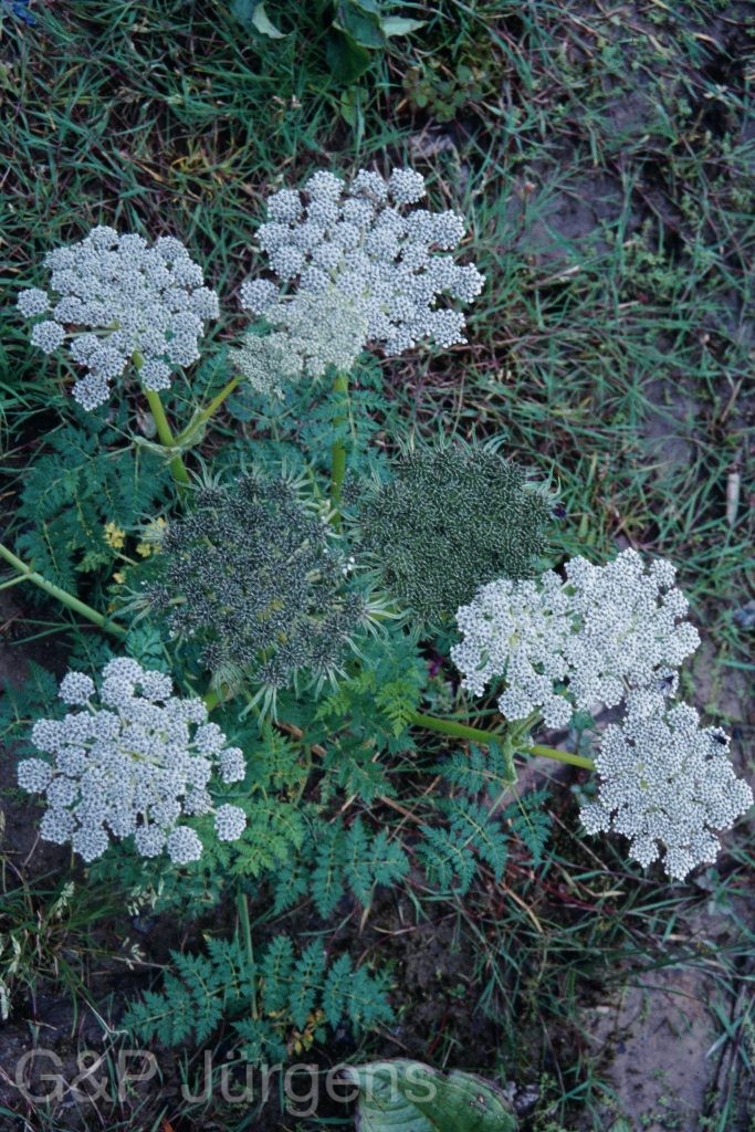 Sikkim2003 98 P135