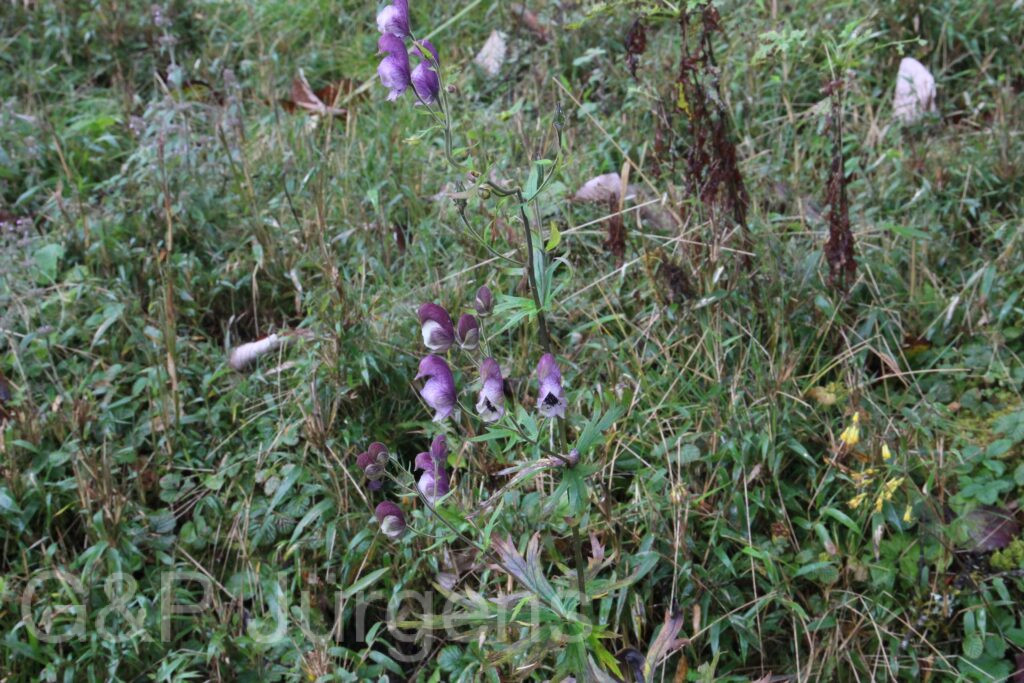 Bhutan2015 21