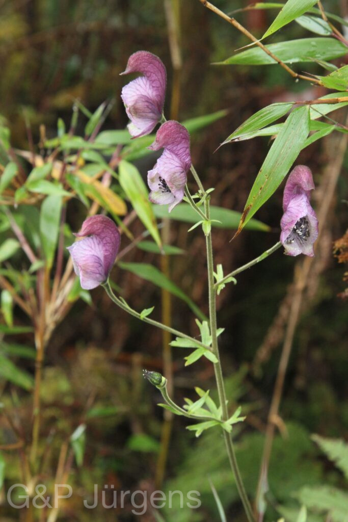 Bhutan2015 22