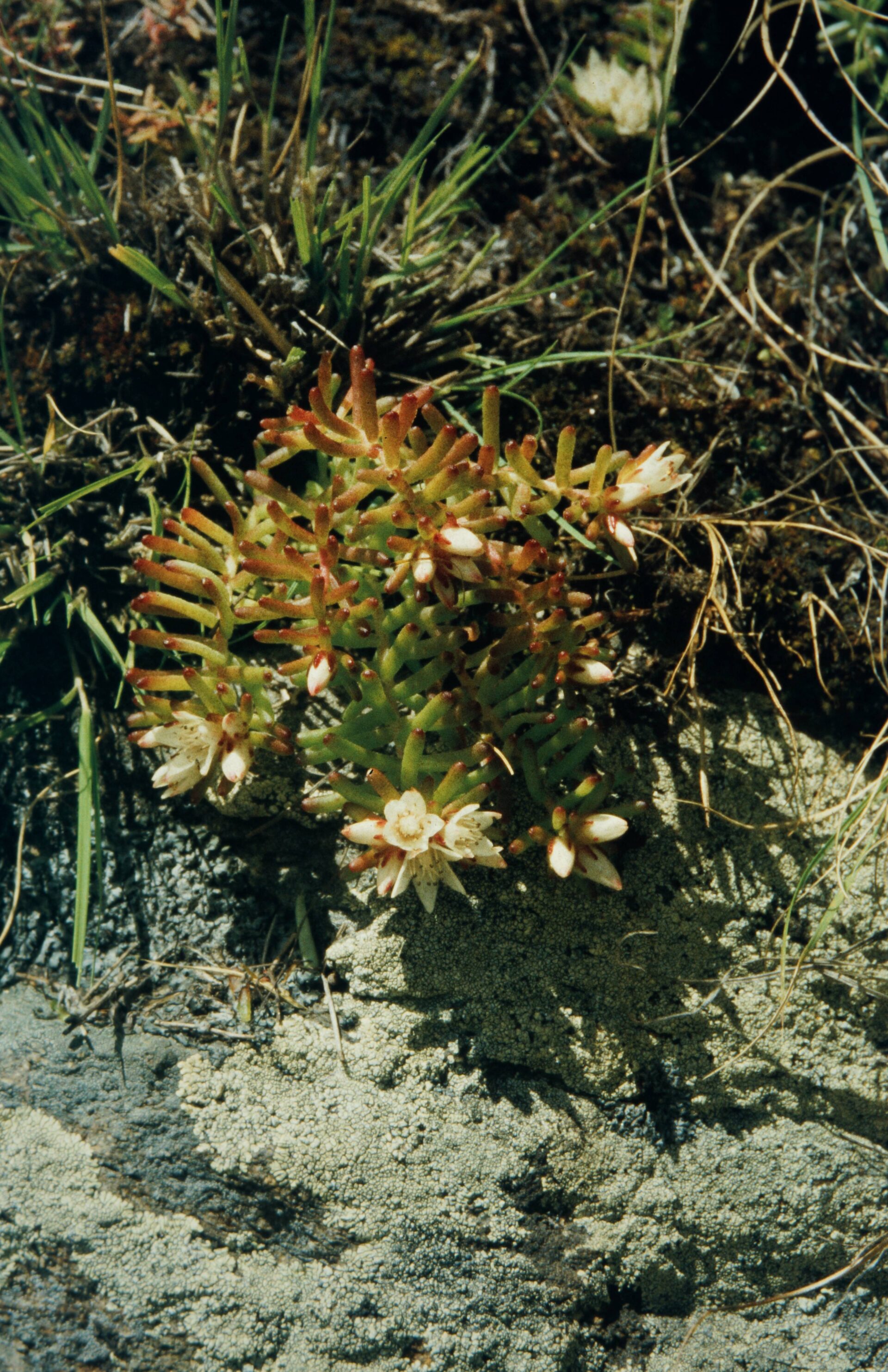 Rhodiola sinuata — Crassulaceae