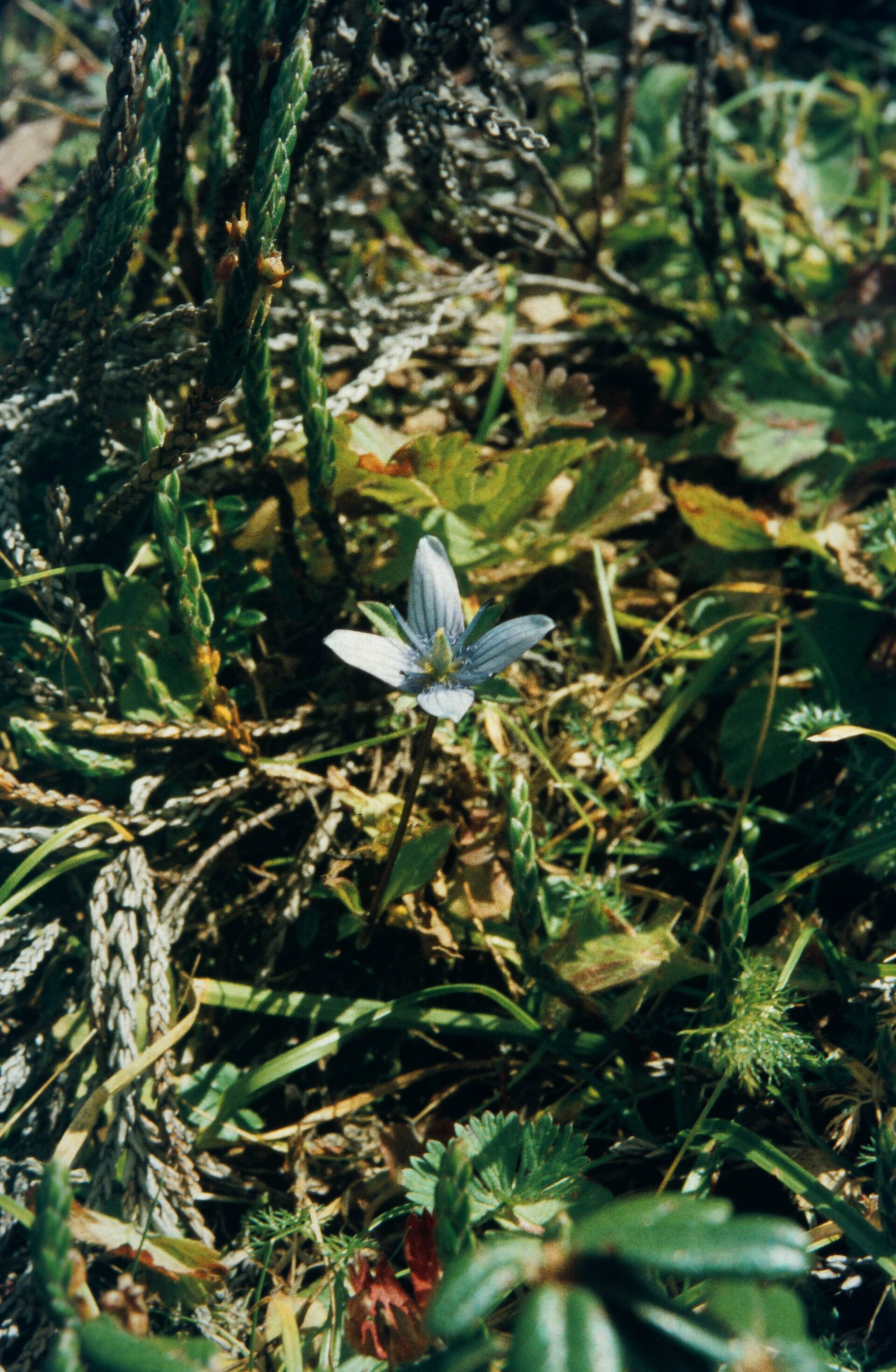 Lomatogonium carinthiacum — Gentianaceae