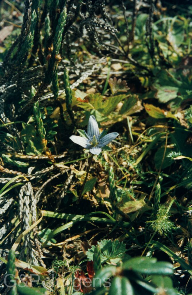 Garw 2005 135 ergebnis ergebnis