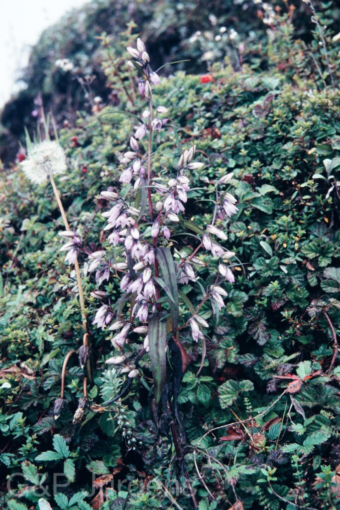 Nepal 95 109 P195 ergebnis
