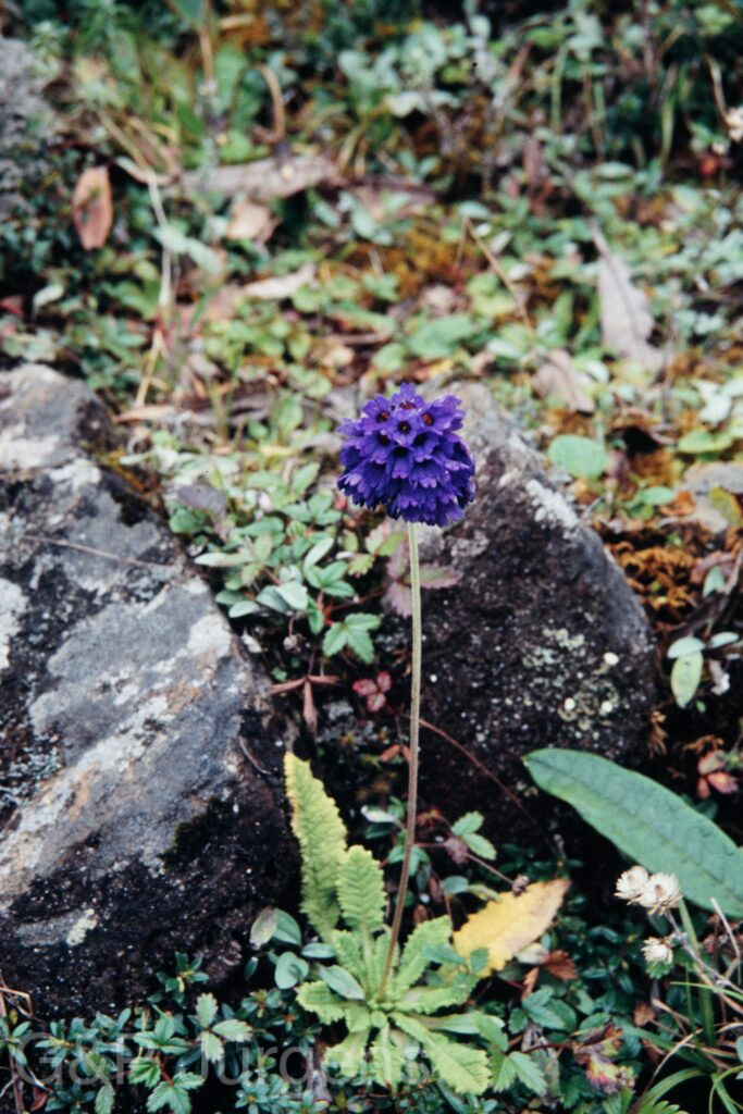 Nepal 95 113 P200 ergebnis