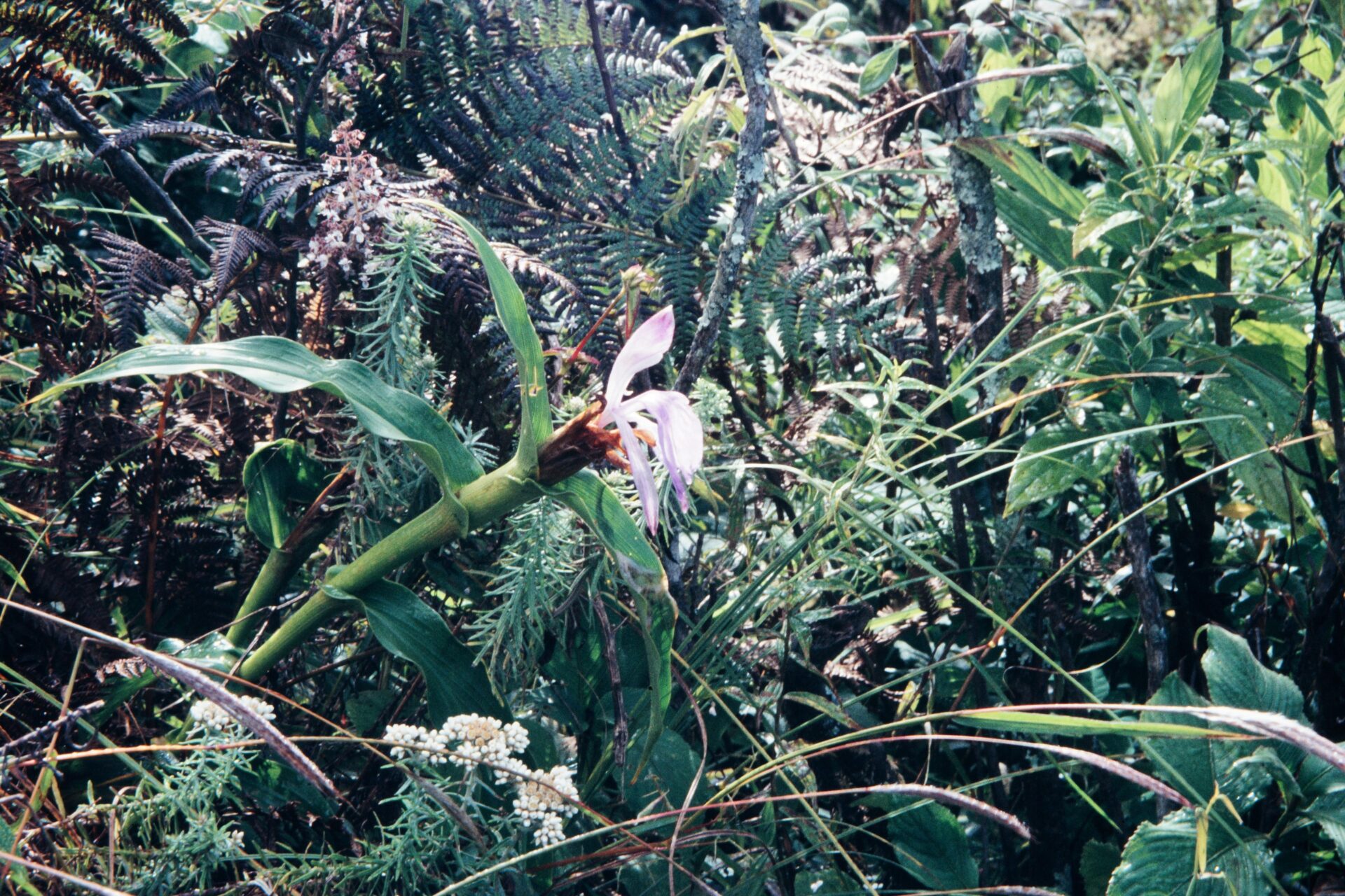 Roscoea purpurea — Zingiberacaea