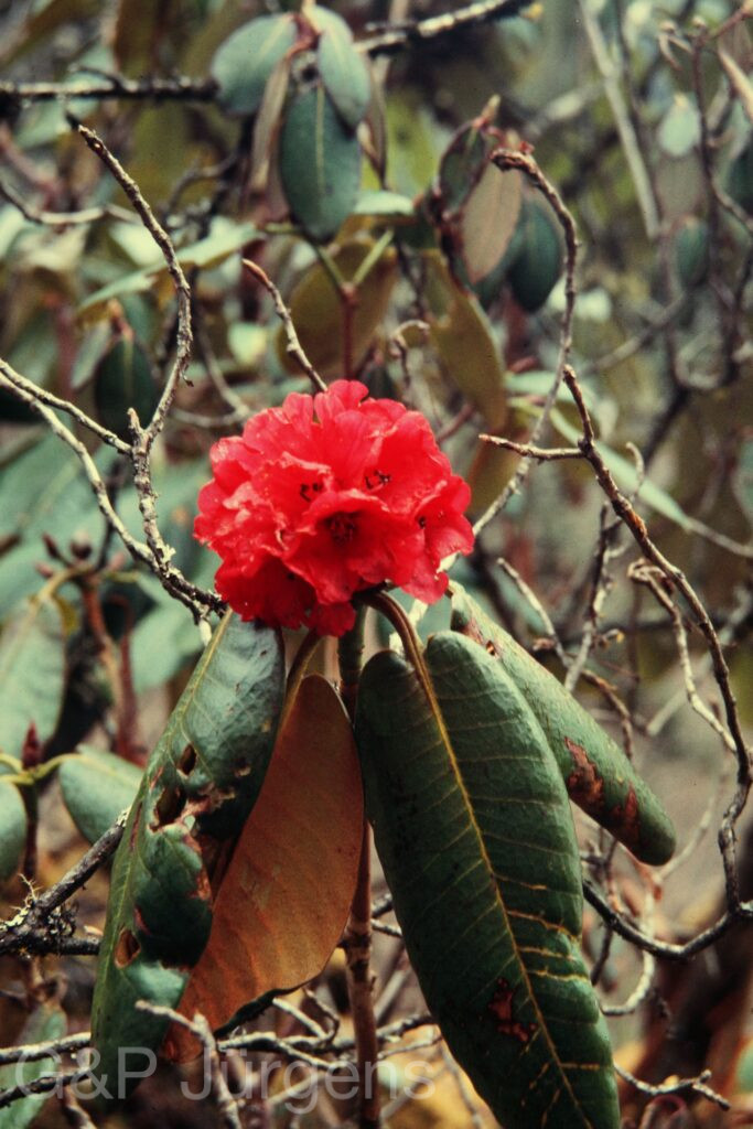 Nepal 97 213 P434