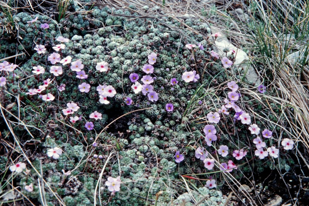 Nepal 99 138 ergebnis