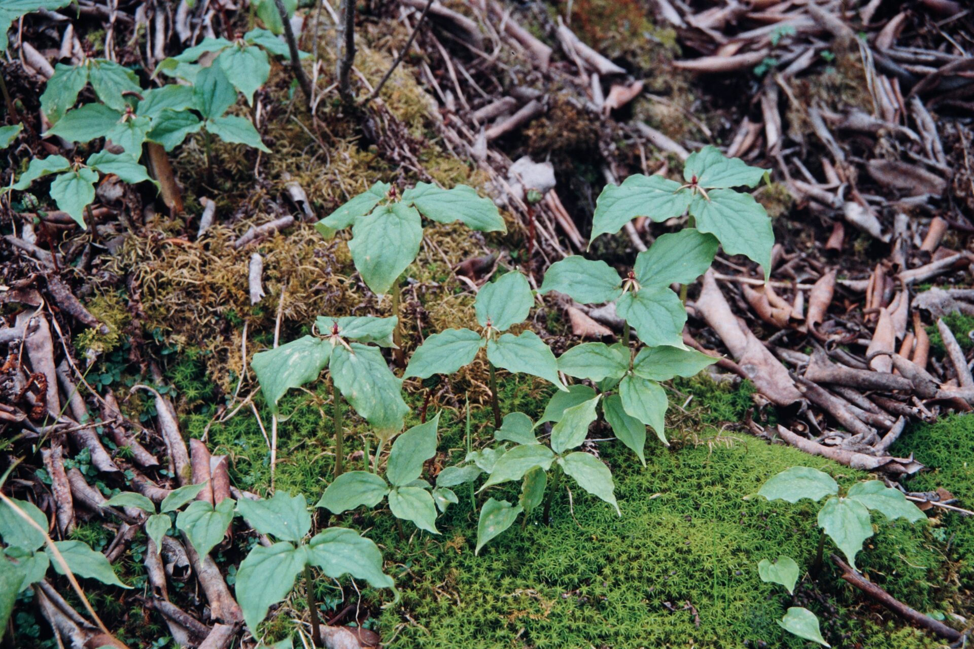 Trillium govanianum — Melanthiaceae