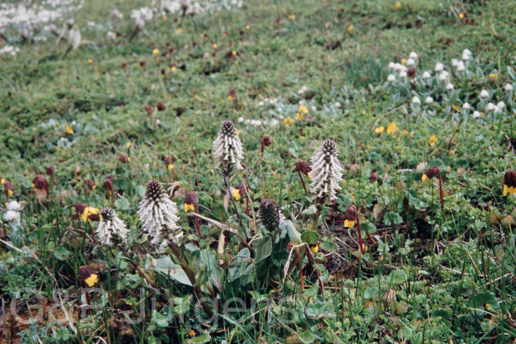 Nepal 99 648 ergebnis