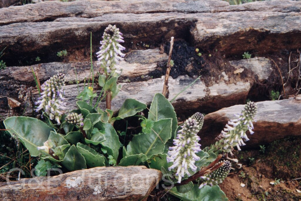 Nepal 99 650 ergebnis