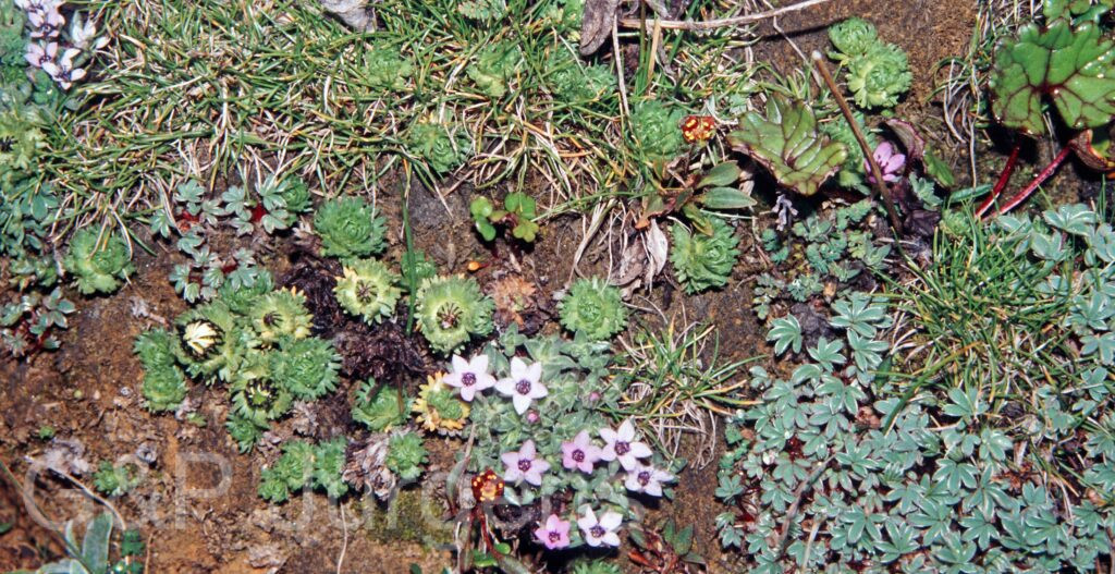 Nepal 99 651 2 ergebnis
