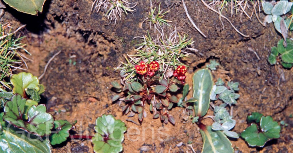 Nepal 99 655 ergebnis