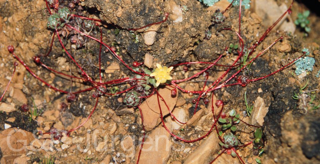 Nepal 99 658 ergebnis