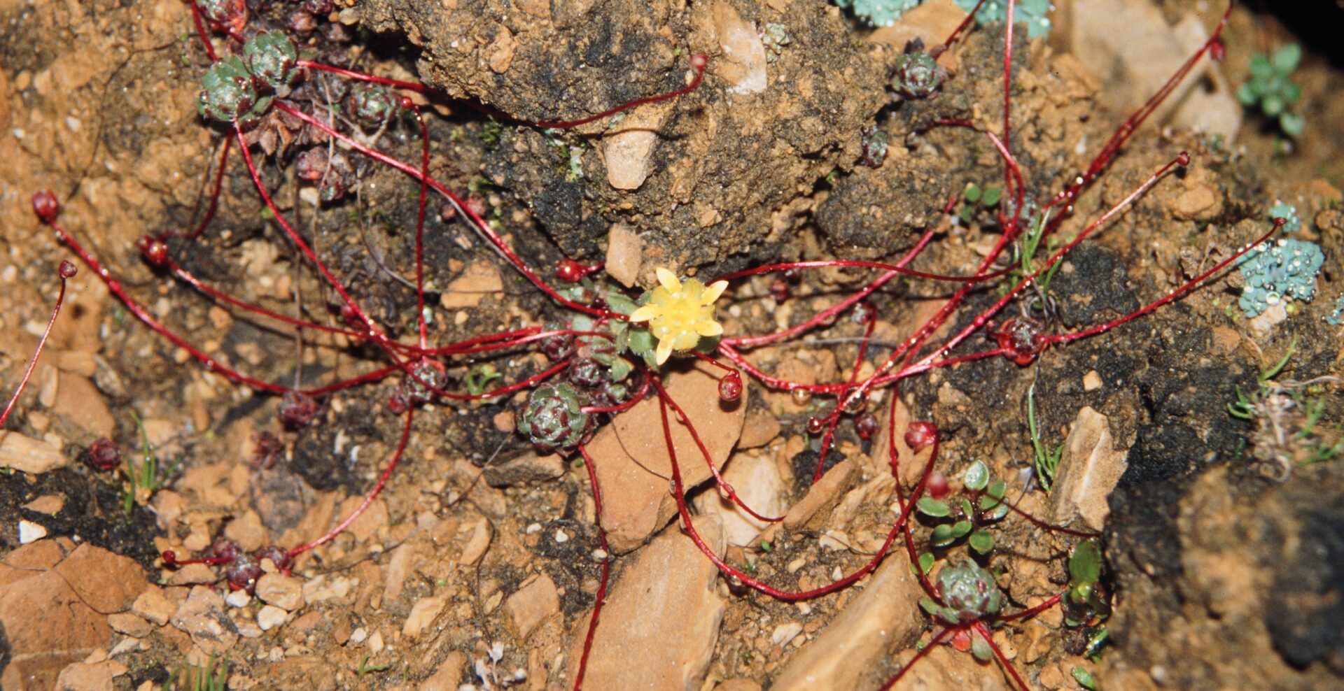 Saxifraga tentaculata — Saxifragaceae