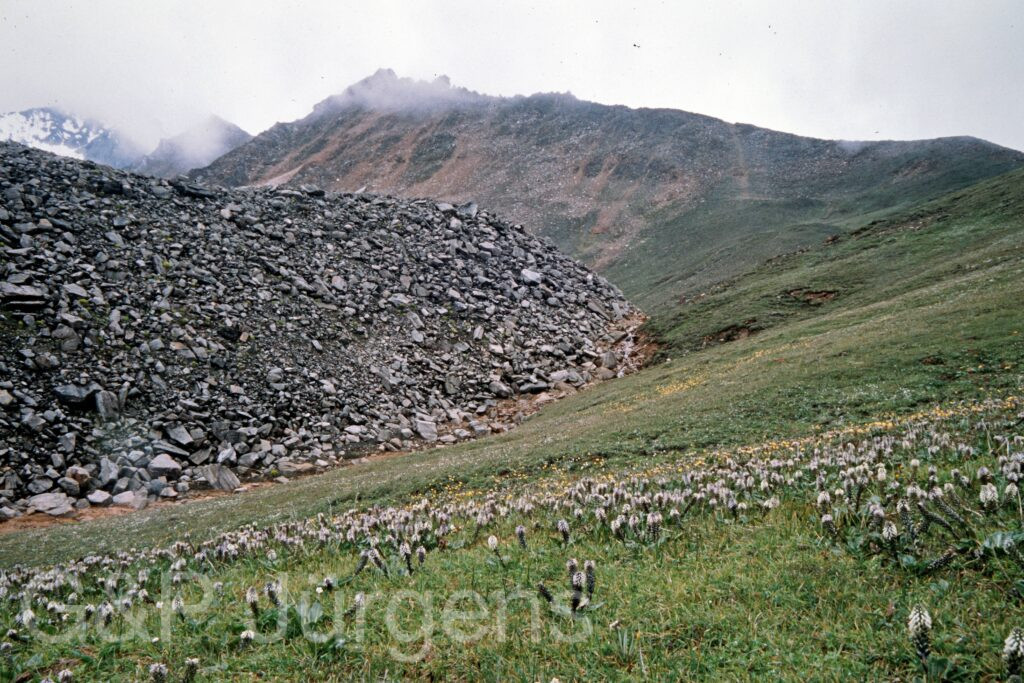 Nepal 99 662 ergebnis