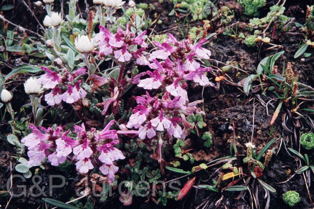 Nepal 99 663 ergebnis